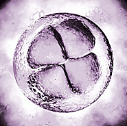 How many embryos should I have transferred?