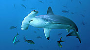 Hammerheads and Others