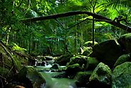 Daintree Rainforest