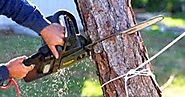 Hire a tree removal Melbourne expert and get complete insured assistance