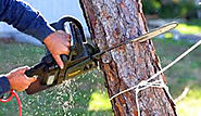 A Modern Company of Tree Removal Melbourne is Now at The Doorstep