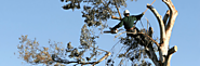 Know The Advantage of Tree Removal Process Melbourne