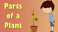 Parts of a Plant | Videos for Kids