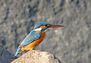 Beak provides streamlining : Kingfisher - AskNature