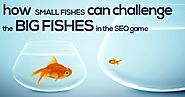 How Small Fishes Can Challenge the Big Fishes in the SEO Game
