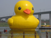 Daffy over ducks: They are all the rage in China