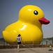 Photos: China's Big Yellow Ducks