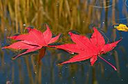 Fall pond Maintenance Tips - Blog Tact