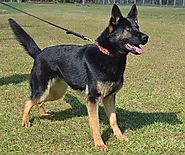 Police K9 Dogs For Sale