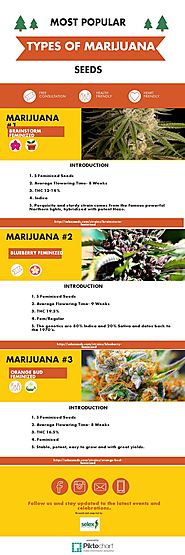 Most Popular Types of Marijuana Seeds