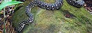Website at https://www.australiazoo.com.au/our-animals/reptiles/boas-and-pythons/diamond-pytho