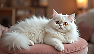 My Fluffy Persian Cat Journey: