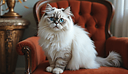 Beautiful Persian Cat