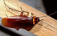 What are American Cockroaches?