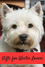Gift Ideas for Westie Owners - Kims Five Things