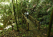 Explore the Kanneliya Rainforest