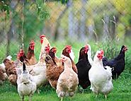 Poultry Transport Melbourne