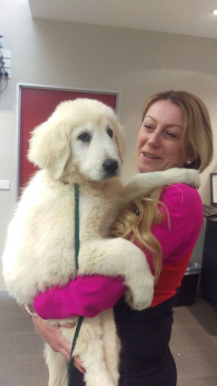 Pet Transport Melbourne A Listly List