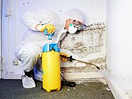 Reliable Mold Remediation Services in Michigan