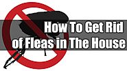 How To Get Rid of Fleas in The House Naturally