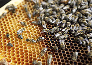 Reasons to appoint professionals to rid your home or office of bees