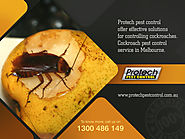 Safe & Effective Cockroach Control in Melbourne