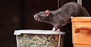 9 Facts That Helps You in Effective Control and Removal of Mice