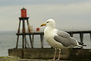Eco-friendly and Safe Seagull Pest Control in Melbourne