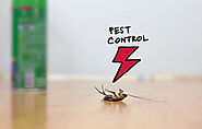 How Pest Control Can Put Your Life Back in Balance? - Protech Pest Control