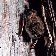 Article on Northern Long-Eared Bats