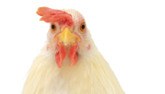 8 crazy things to buy your pet chicken