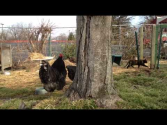 Doug Elsaesser's Jersey Giant Chickens