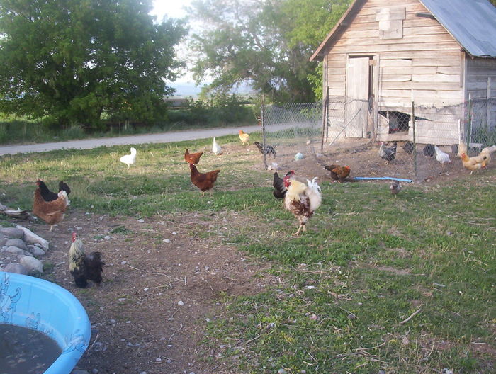 black jersey giant egg production