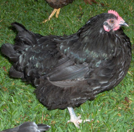 The Livestock Conservancy - Jersey Giants are dual purpose chickens, but  excel as a meat bird with their great body size. This aptly named breed is  the largest purebred chicken, weighing between