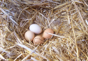 Broody black jersey giant but the eggs are breaking - Survivalist Forum