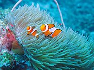The Underwater Beauty Surrounding the Islands are Stunning
