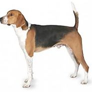 Razze di Cani: American Foxhound