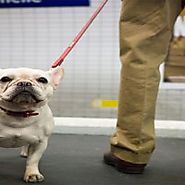 Dogs and cats can travel by metro in Buenos Aires