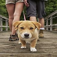 Taking him for a Walk: How to do it Properly