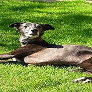 Walnut the whippet’s final walk is a memorable one