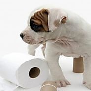 How to potty train a puppy without dying in the process