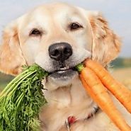 Healthy dog food for your friend