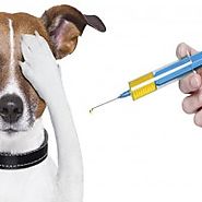 Keep up with your dog vaccinations