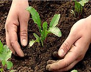 Check Out The Details About Agricultural Biopesticides India