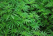 Outdoor Grower Marijuana Certification - Green CulturED Cannabis College