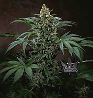 Buy Cannabis Seeds On-line - Canada - My Weed Seeds