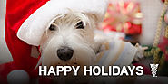  Holiday Pet Safety