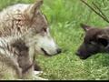 Wolves Hunting : HowStuffWorks