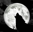 Wolf Howling - Bing Videos