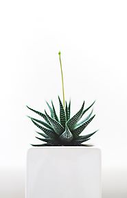 9 ways to kill or care for your houseplants - Nature Holds the Key